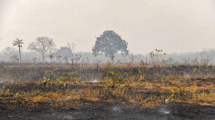 Durch Brandrodungen im Amazonasgebiet sollen vor allem landwirtschaftliche Nutzflächen gewonnen werden. 