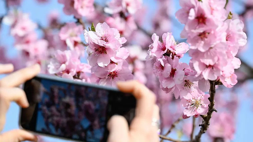 Es-wird-Fruehling-In-der-Pfalz-bluehen-die-Mandelbaeume