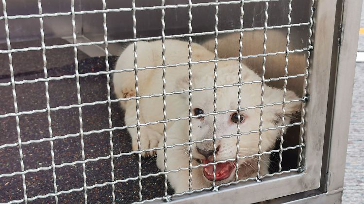 Die junge Löwendame kommt zunächst im Zoo von Landau unter.