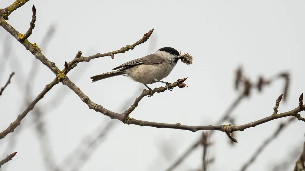 Zwei-Vormittage-versprechen-der-Vorhersage-zufolge-viel-Sonne-dann-ziehen-Wolken-auf