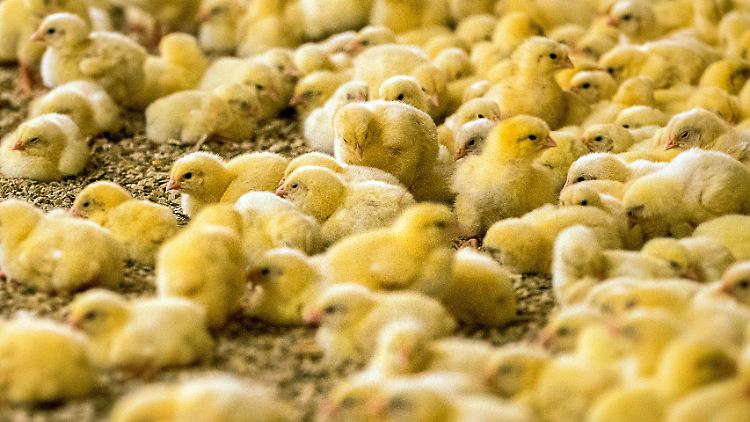 Viele Küken werden künftig erst gar nicht das Licht der Welt erblicken.
