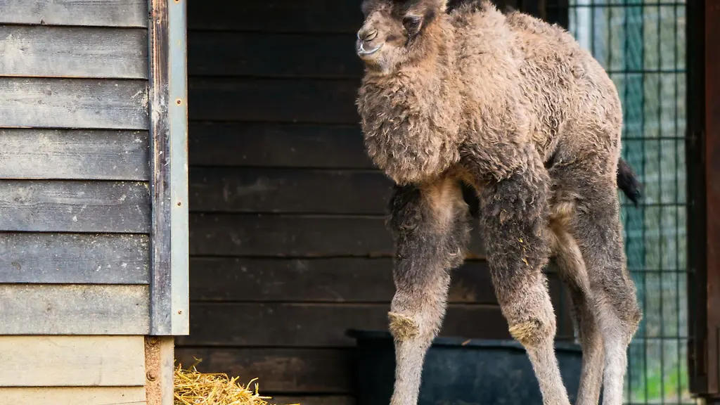 Trampeltier-Valentina-erkundet-die-Umgebung