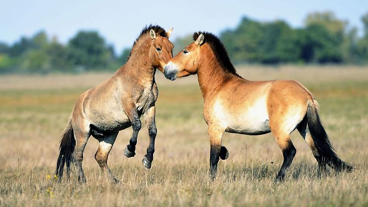 Przewalski-Pferde in Ungarn - die Art ist fast ausgestorben.