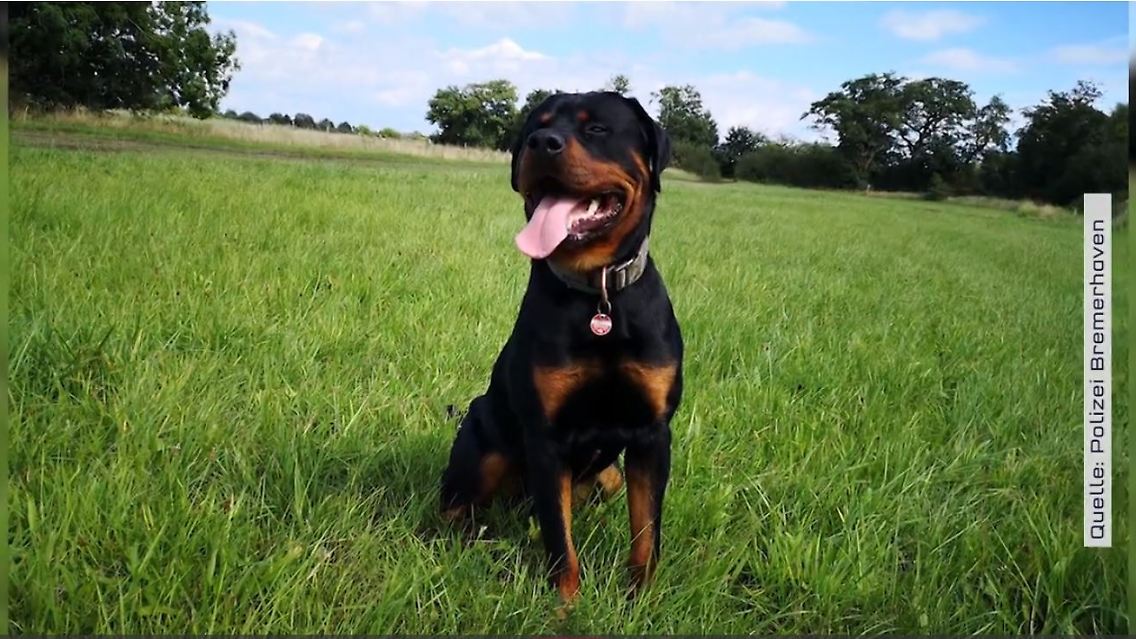 Balou.JPG