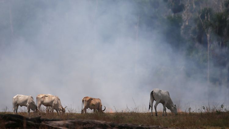 Rinder grasen auf einer Waldfläche, die im Rauchnebel eines nahen Feuers liegt. 