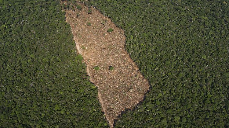 Ein abgeholztes Waldstück im Amazonas-Regenwald ist leichter zu erkennen als Umnutzung.