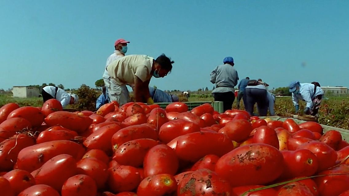 erntehelfer-italien.jpg