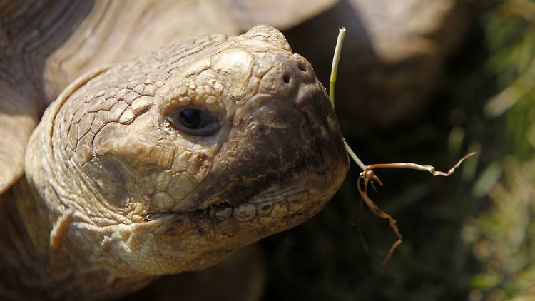 Bei dem randalierenden Tier soll es sich um eine Spornschildkröte gehandelt haben.