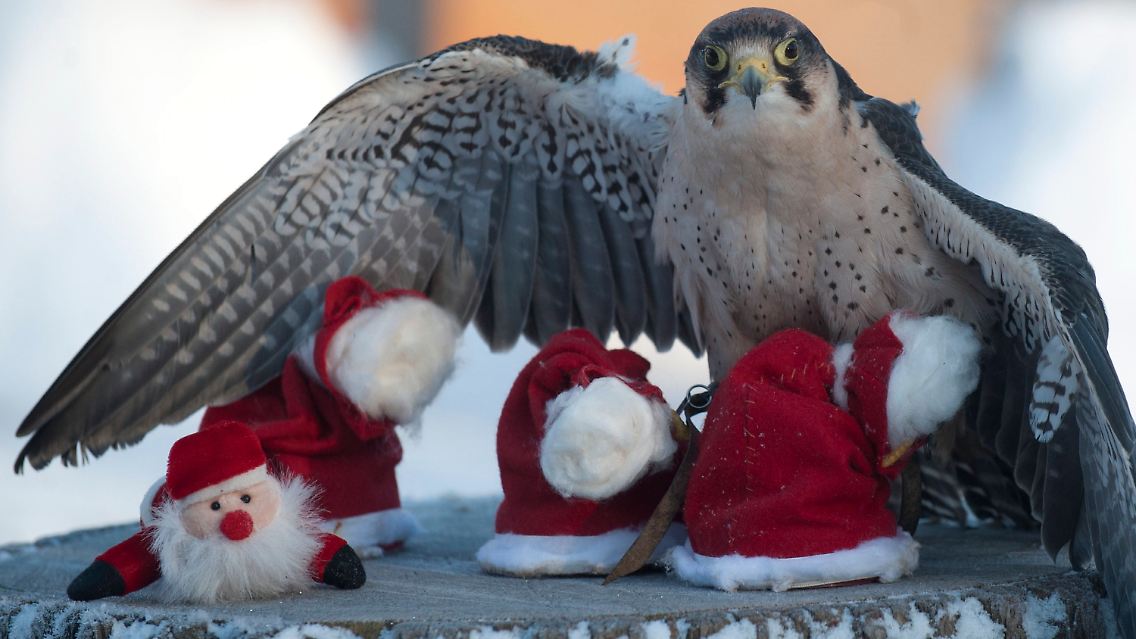 Auch Lannerfalke Karim vom Zoo in Hannover freut sich auf Weihnachten.