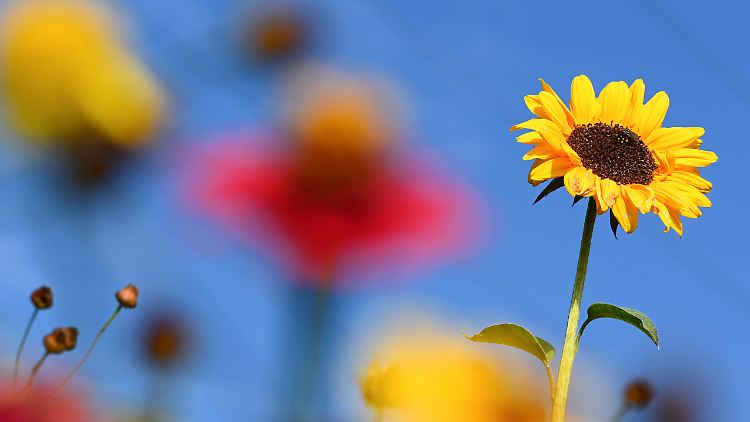 Vor dem kalendarischen Herbstanfang gibt es noch eine ordentliche Portion Sommer.