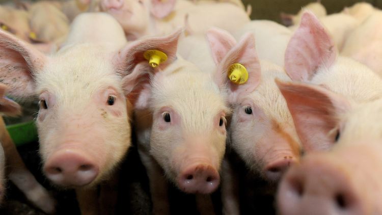 Deutsche Schweinehalter haben es zunehmend schwerer - die Liste der Länder mit einem Einfuhrstopp wächst.
