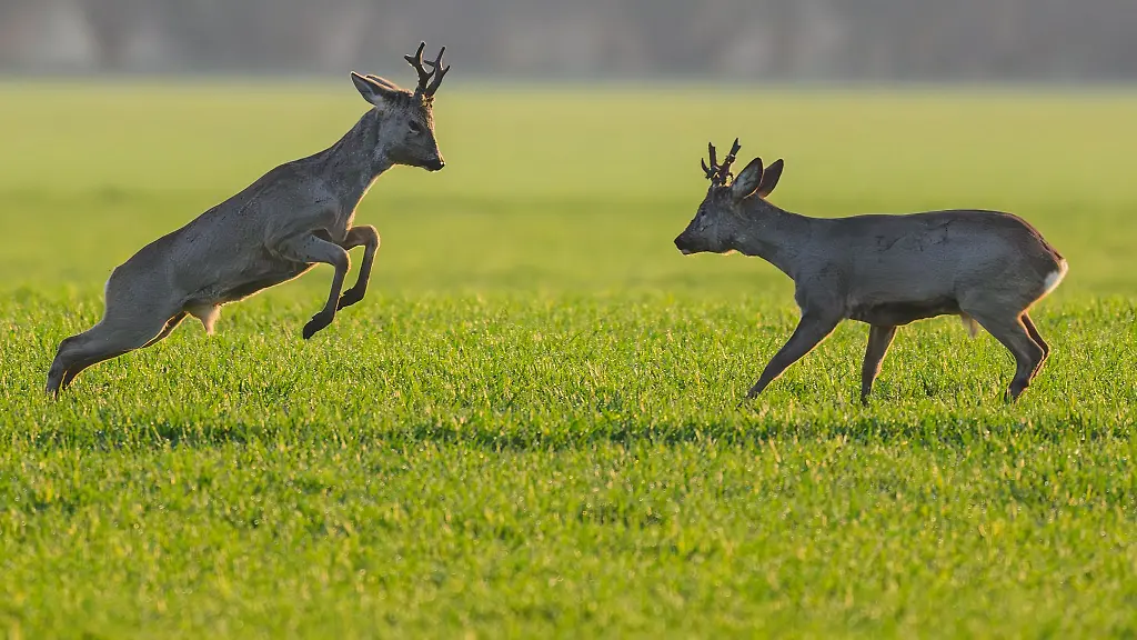 Fruehlingswetter-und-gefuehle-in-Berlin-und-Brandenburg