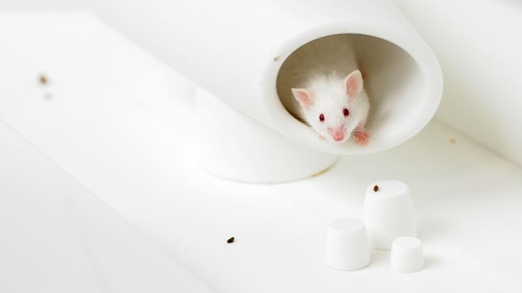 Weiße Maus.