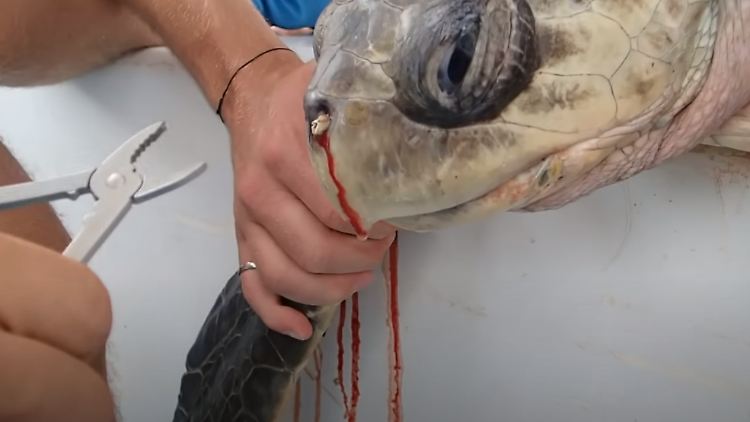 Ein entsetzlicher Anblick: Der Schildkröte wird ein Strohhalm aus dem Nasenloch entfernt.