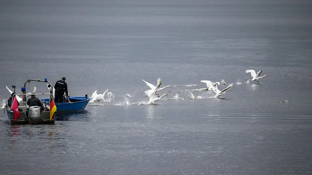 Die-Alsterschwaene-duerfen-ihr-Winterquartier-wieder-verlassen