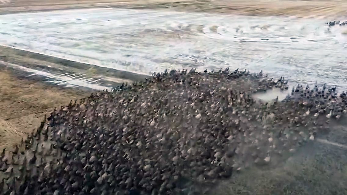 enten-armee.jpg