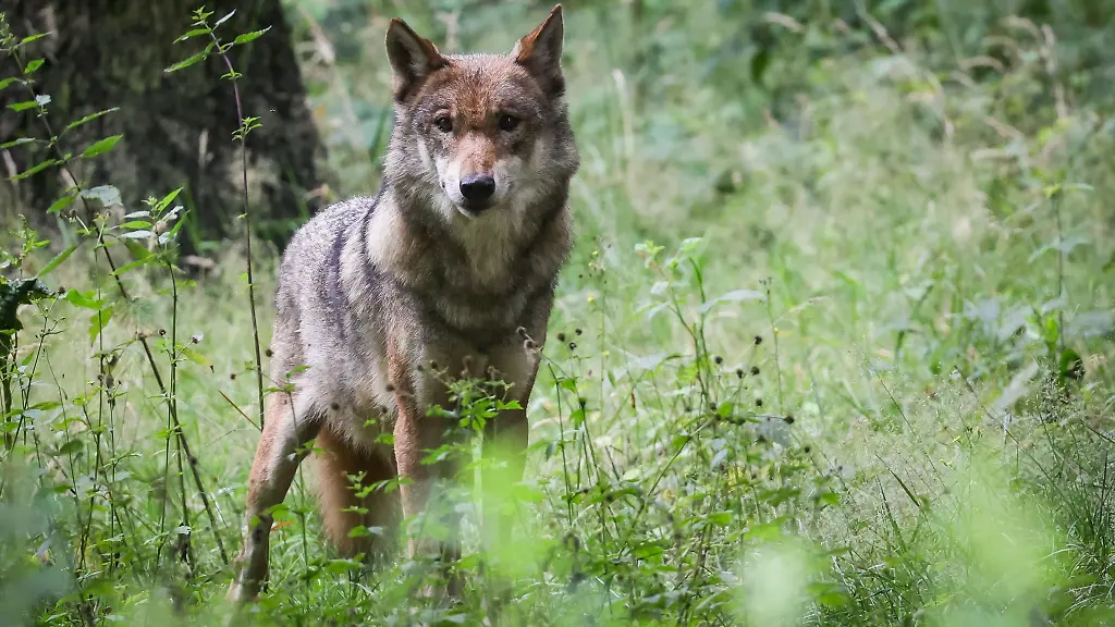 Im-Landkreis-ist-mit-grosser-Wahrscheinlichkeit-ein-Wolf-von-einem-Auto-ueberfahren-worden