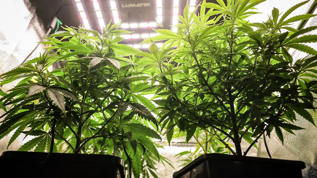 Die-meisten-Cannabis-Konsumenten-zuechten-keine-Pflanzen-sondern-kaufen-sich-nach-Einschaetzung-der-Hamburger-Polizei-ihr-Marihuana-oder-Haschisch-auf-dem-illegalen-Markt