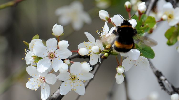 Eine Hummel auf einer Kirschblüte.