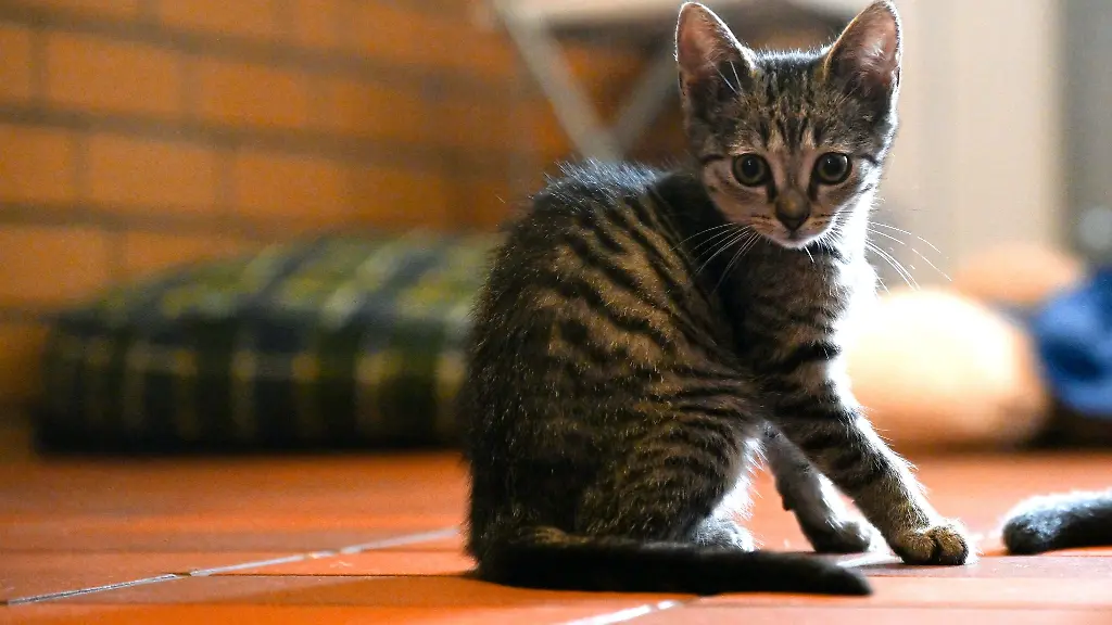 Viele-Tierheime-sind-ueberlastet-und-brauchen-eine-moderne-Ausstattung-etwa-mit-IT-Foto-Archiv