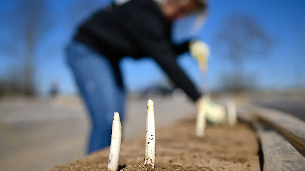 In-Hessen-beginnt-die-Spargelernte