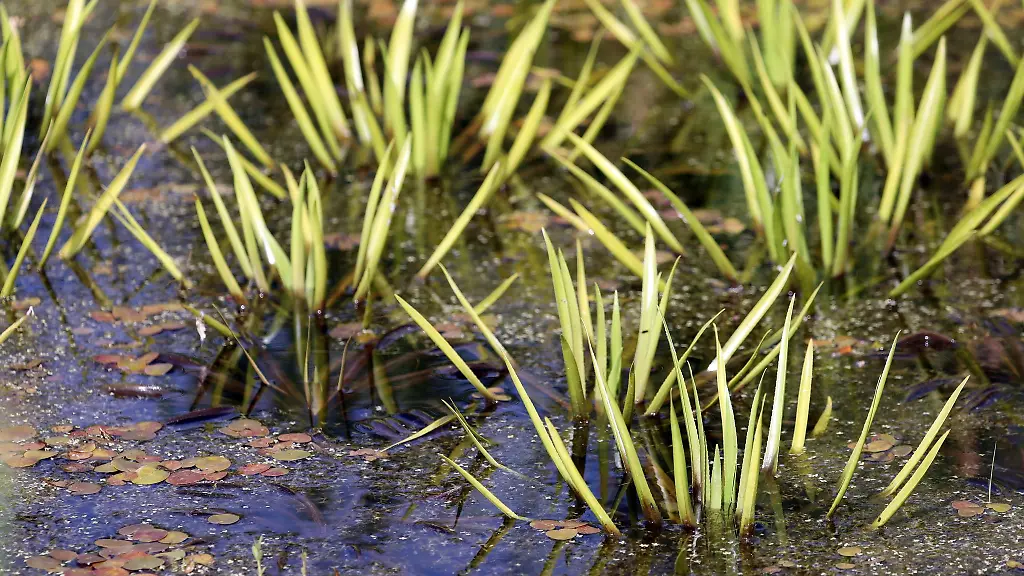 Ein-aelterer-Mann-ist-bei-Schwerin-in-einem-Moor-steckengeblieben