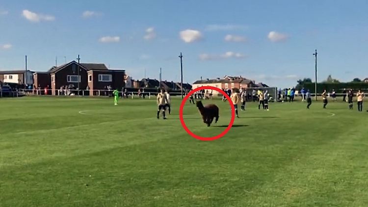AlpakaFußballKreis.jpg