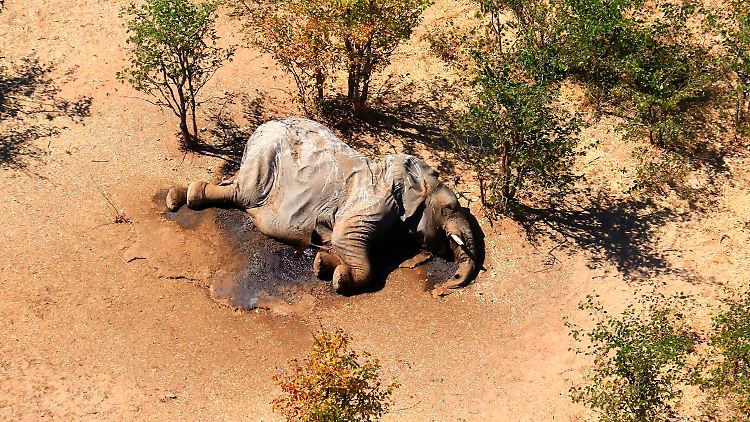 Dieser Elefant starb, weil er durch Cyanobakterien vergiftet wurde.