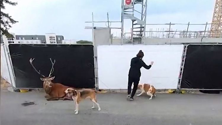 Tierschützer Frankreich Jäger Hirsch