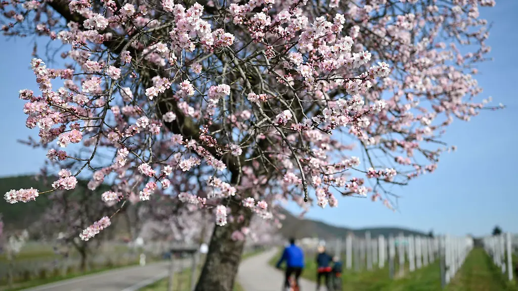 Rosa-Blueten-erfreuen-wieder-Ausfluegler-in-der-Pfalz