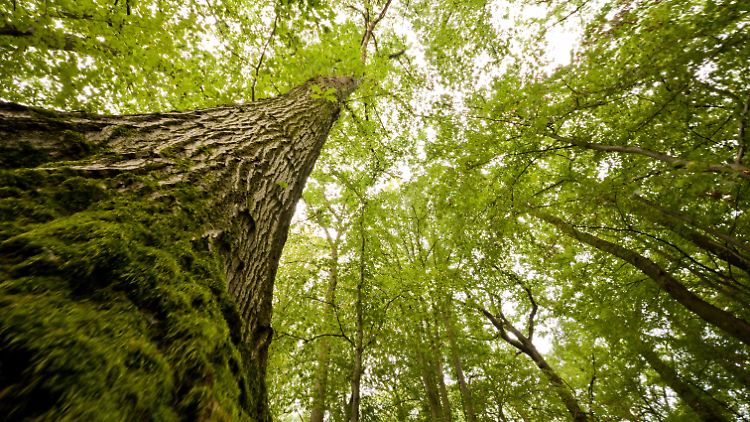 In Deutschland gibt es der Untersuchung zufolge nur noch 43 kleine Stücke unangetasteten Wald. 