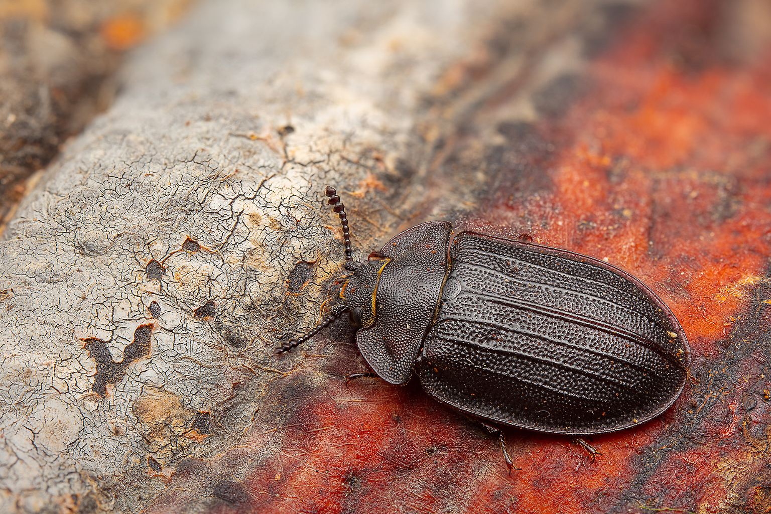 Seit weit mehr als 100 Jahren war die Flachkäferart namens Peltis grossa im Bayerischen Wald nicht mehr gesehen worden, sie galt dort als ausgestorben. Bis ...