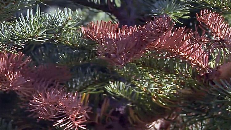 braune äste an weihnachtsbaum.jpg
