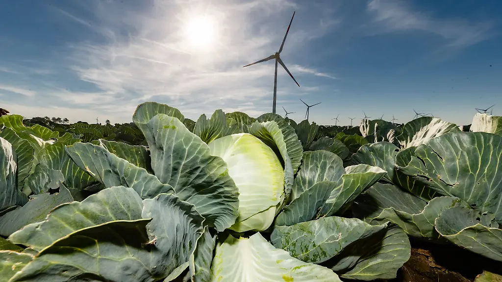 Kohl-gehoert-zu-den-wichtigsten-in-Schleswig-Holstein-angebauten-Gemuesearten