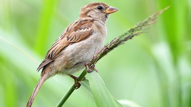 In leiseren und tieferen Tönen tschilpten die Vögel im Lockdown.