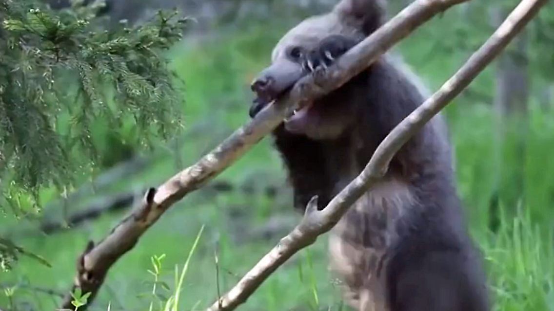 bearflix.jpg