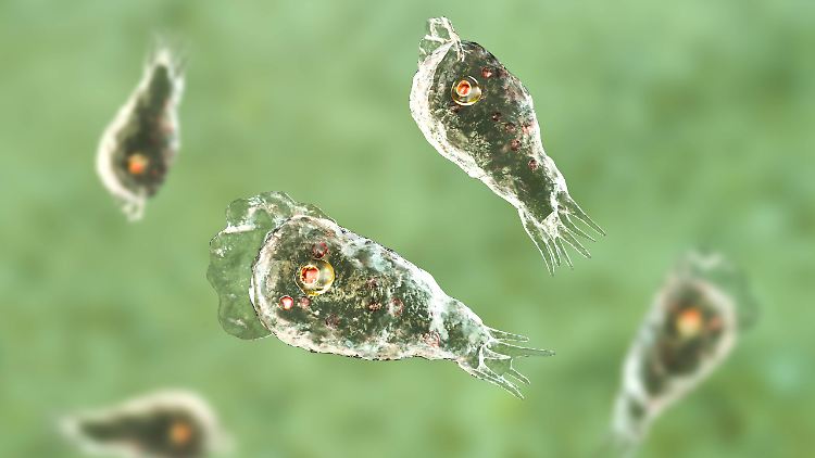 Infektionen mit dem Parasiten Naegleria fowleri verlaufen fast immer tödlich. 