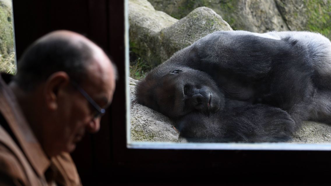 Gorilla Malabo - hier schlafend in seinem Gehege - gilt als sehr beliebt bei seinen Pflegern.