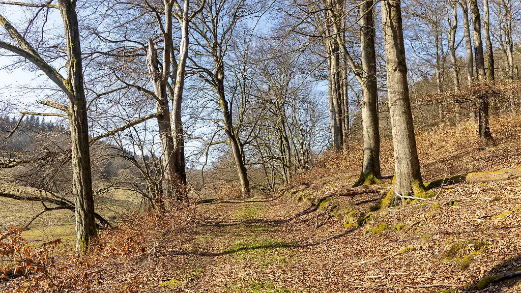 Viel-trockenes-Laub-wenig-Gruen-Nach-dem-Winter-nimmt-die-Waldbrandgefahr-aufgrund-der-anhaltenden-Trockenphase-immer-weiter-zu
