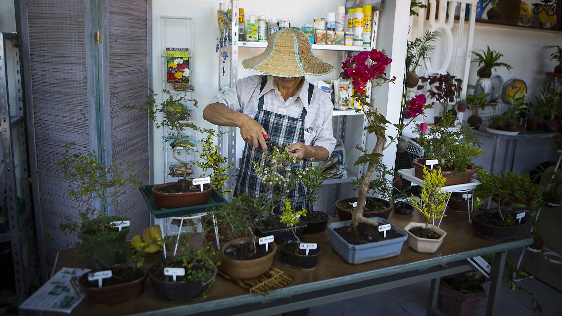 Auch Bonsai-Bäume werden immer häufiger als Möglichkeit zur Geldanlage empfohlen. Spitzenpreise von mehreren 10.000 Euro erzielen die Pflanzen jedoch nur noch intensiver und fachkundiger Pflege.