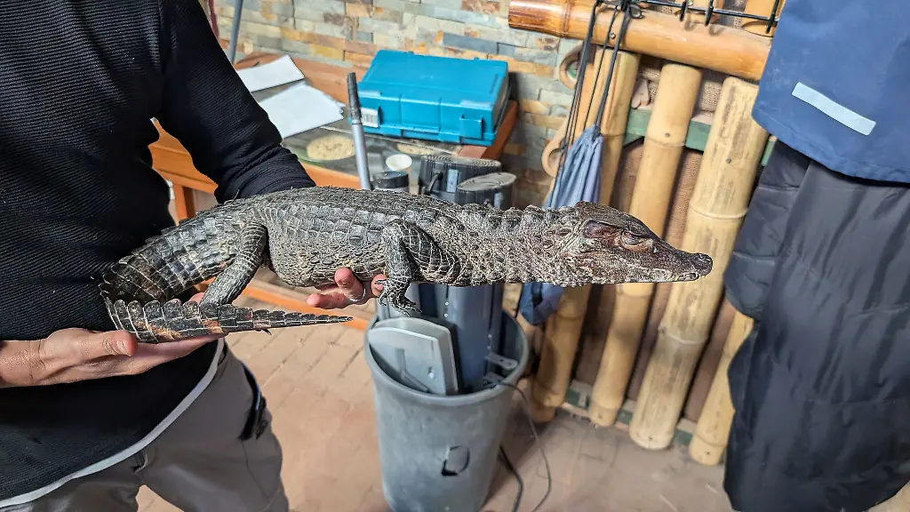 Der-Brauen-Glattstirn-Kaiman-ist-eine-besonders-geschuetzte-Art-Handout