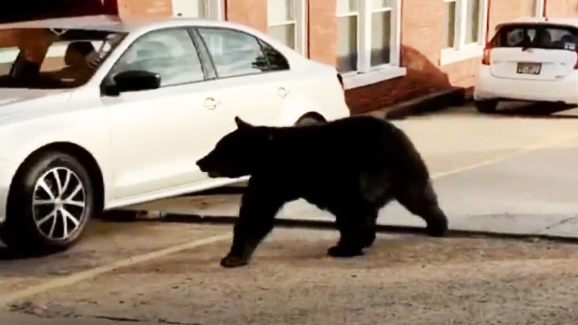 Bär USA Kleinstadt.JPG