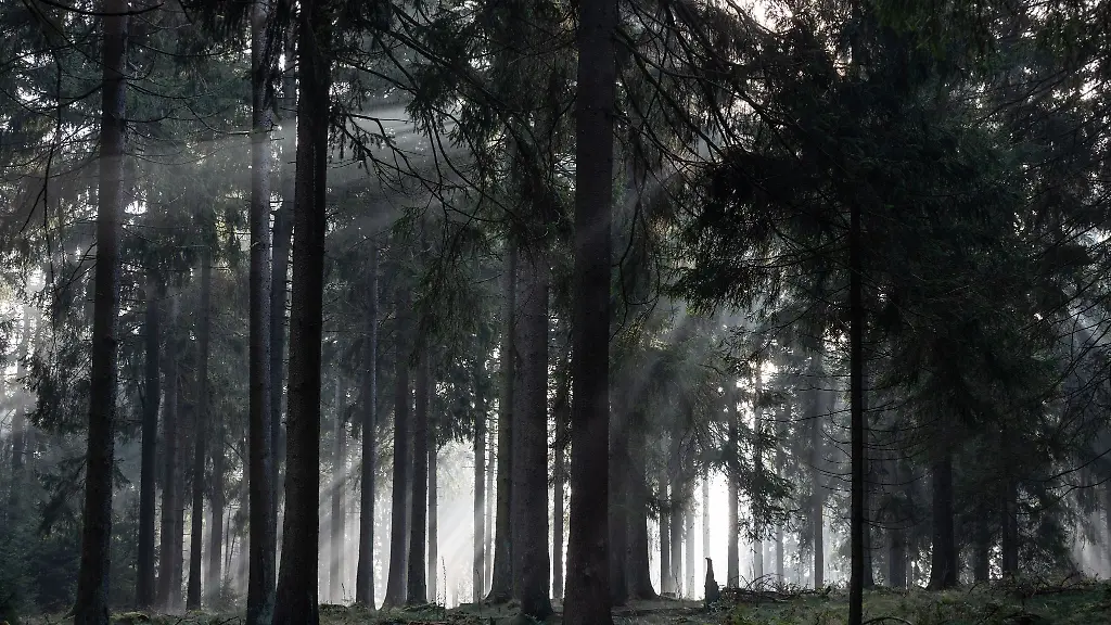 Hessen-ist-vielerorts-mit-Wald-bedeckt