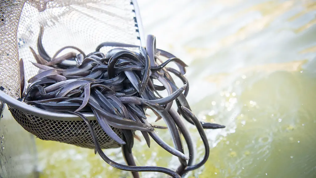 f8518a13ca82316402ddfc495b5420ff