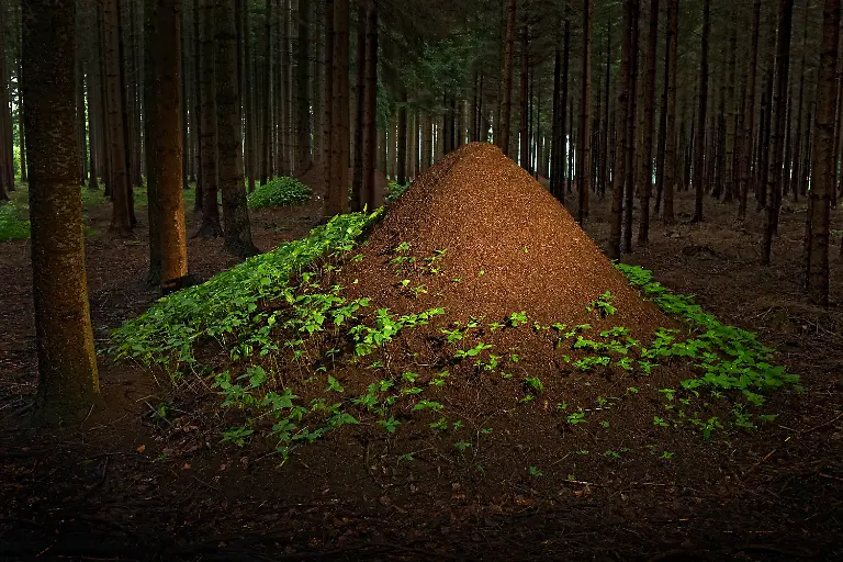 01-S-08-09-Ingo-Arndt-Waldameisen-Presse