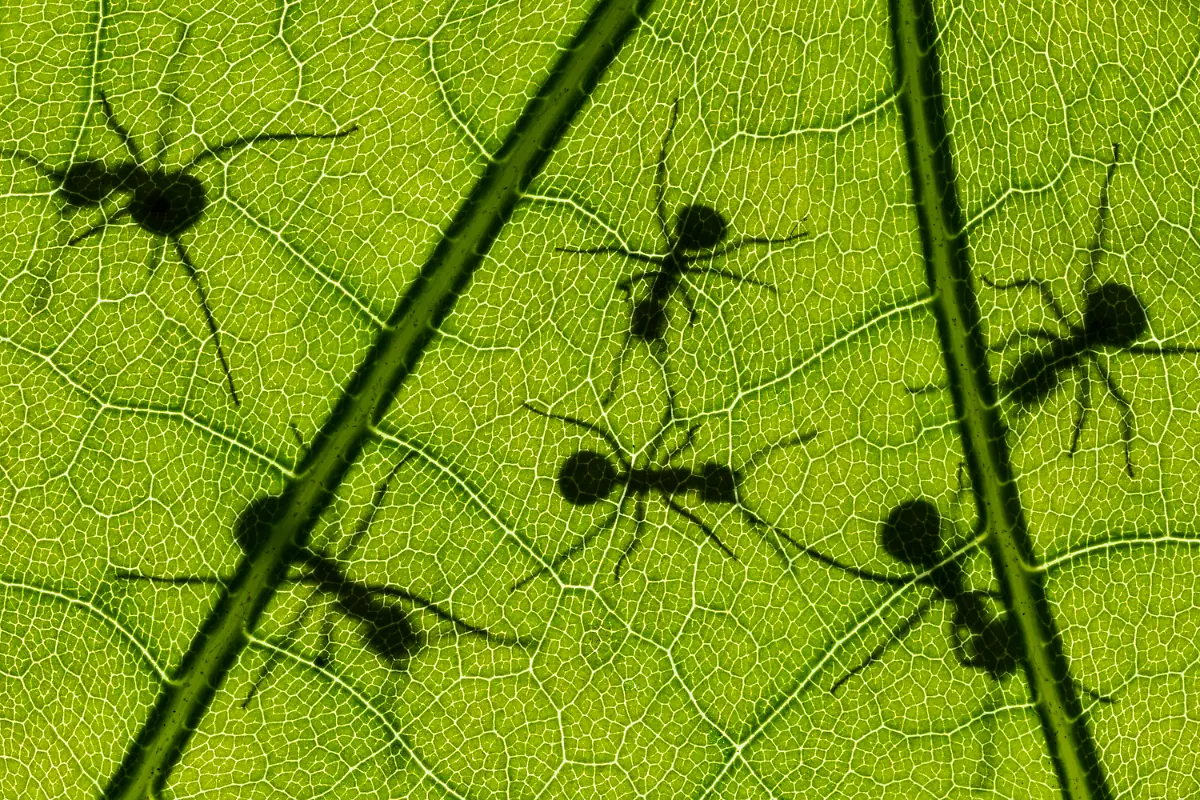02-S-10-11-Ingo-Arndt-Waldameisen-Presse