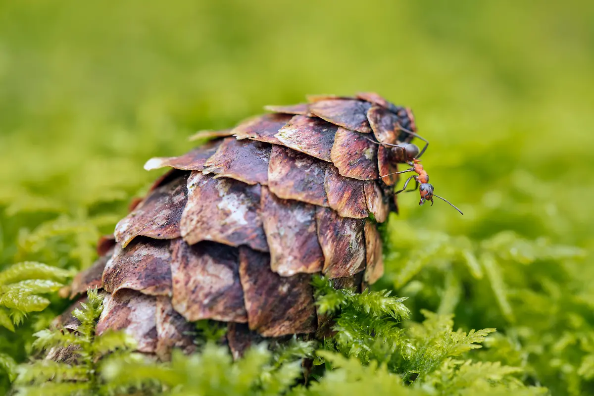 03-S-12-13-Ingo-Arndt-Waldameisen-Presse