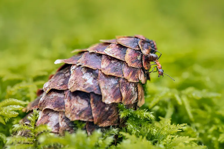 03-S-12-13-Ingo-Arndt-Waldameisen-Presse