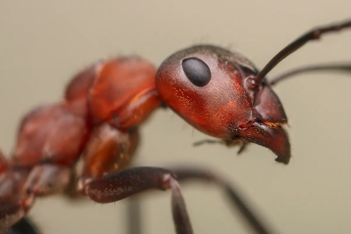 04-S-14-15-Ingo-Arndt-Waldameisen-Presse