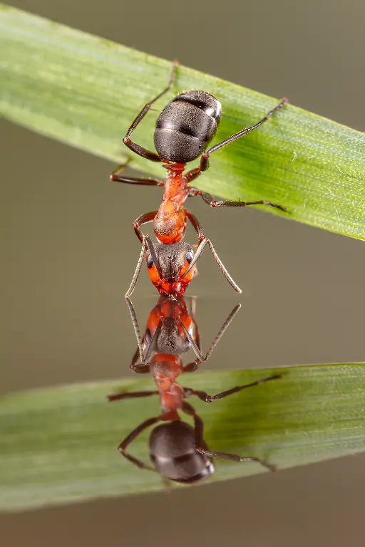 05-S-127-Ingo-Arndt-Waldameisen-Presse